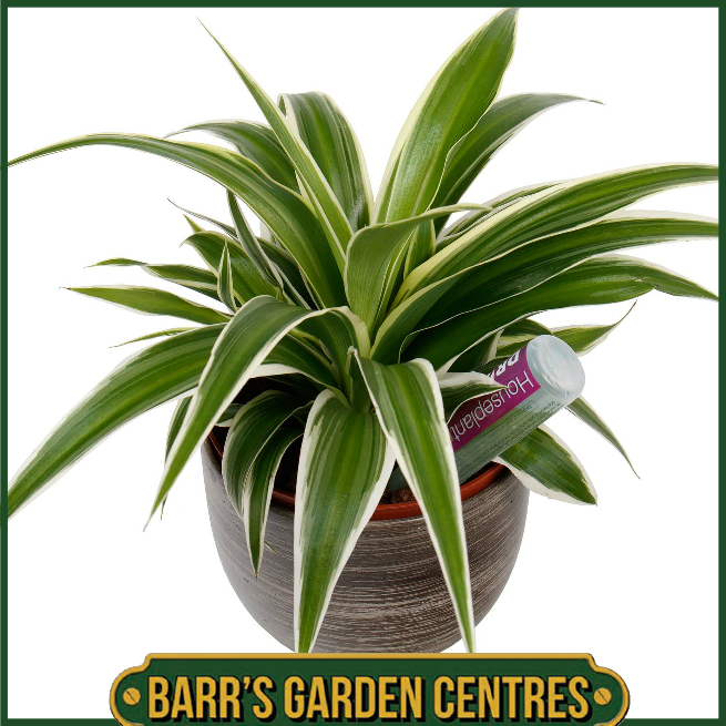 Growth Technology Houseplant Focus Drip Feeders 6 Pack