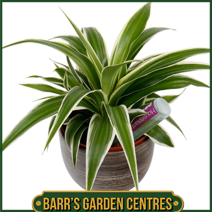 Growth Technology Houseplant Focus Drip Feeders 6 Pack