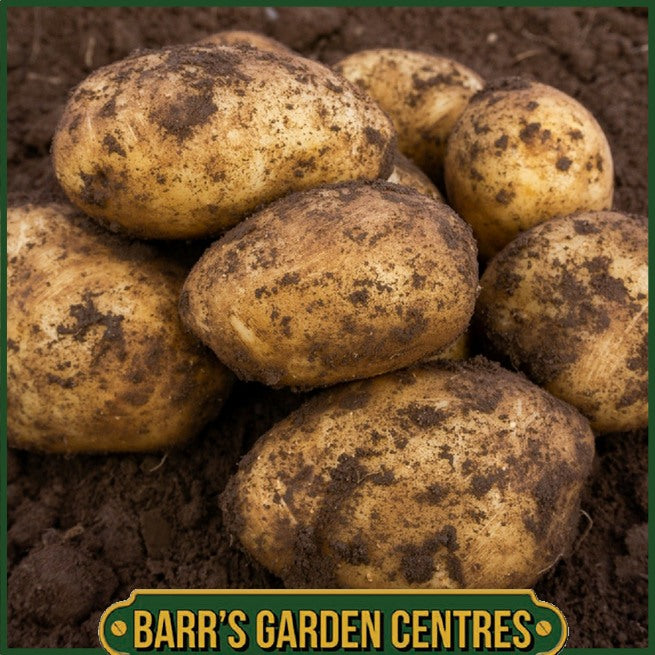 Caledonian Pearl Potatoes 2KG