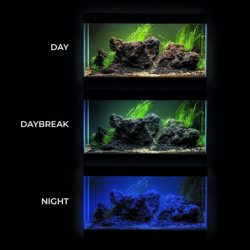 Aquael Leddy 60 Aquarium.