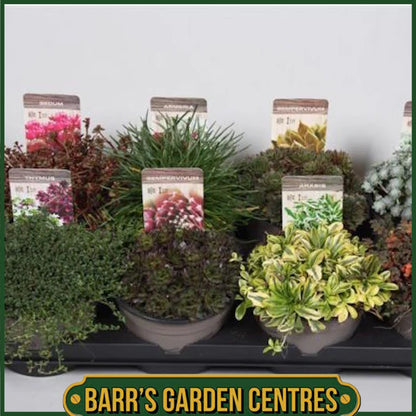 Nurseryman's Selection of Alpines in 1 litre pots