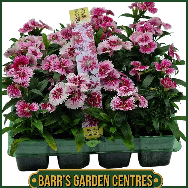 20 Pack Dianthus Festival F.1 ( Dwarf Sweet Wiliam)