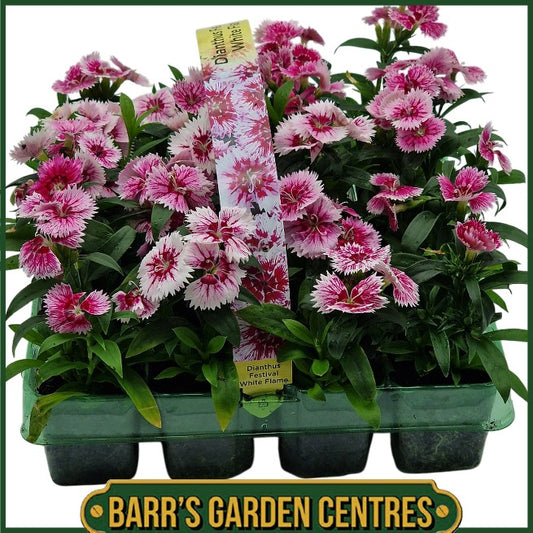 20 Pack Dianthus Festival F.1 ( Dwarf Sweet Wiliam)