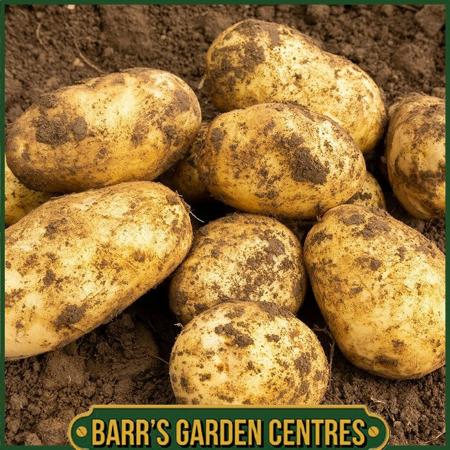 Arran Pilot Potatoes 2KG