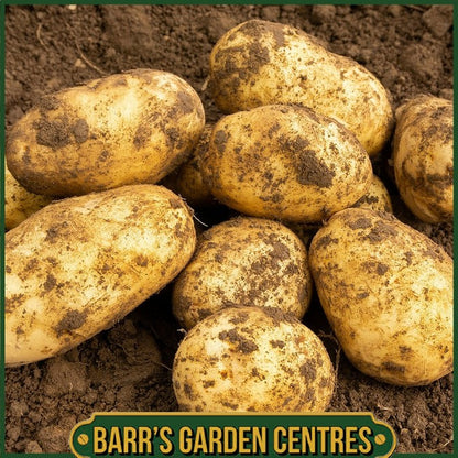 Arran Pilot Potatoes 2KG