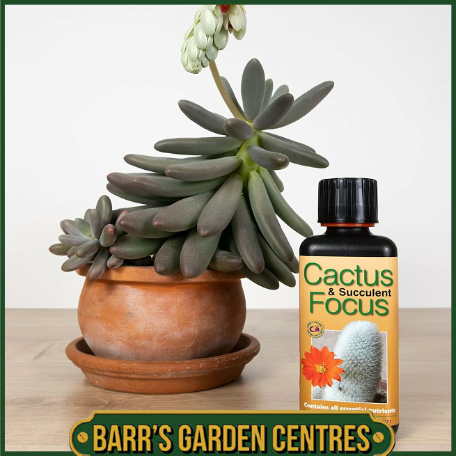 Growth Technolgy Cactus & Succulent Focus 300ml