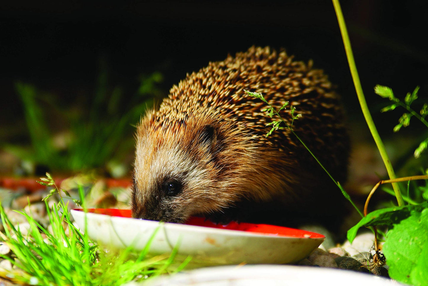 Gardman Hedgehog Bites 650g