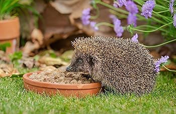 Gardman Hedgehog Bites 650g