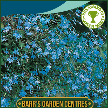 Johnsons - Trailing Lobelia Blue Cascade - 1500 Seeds