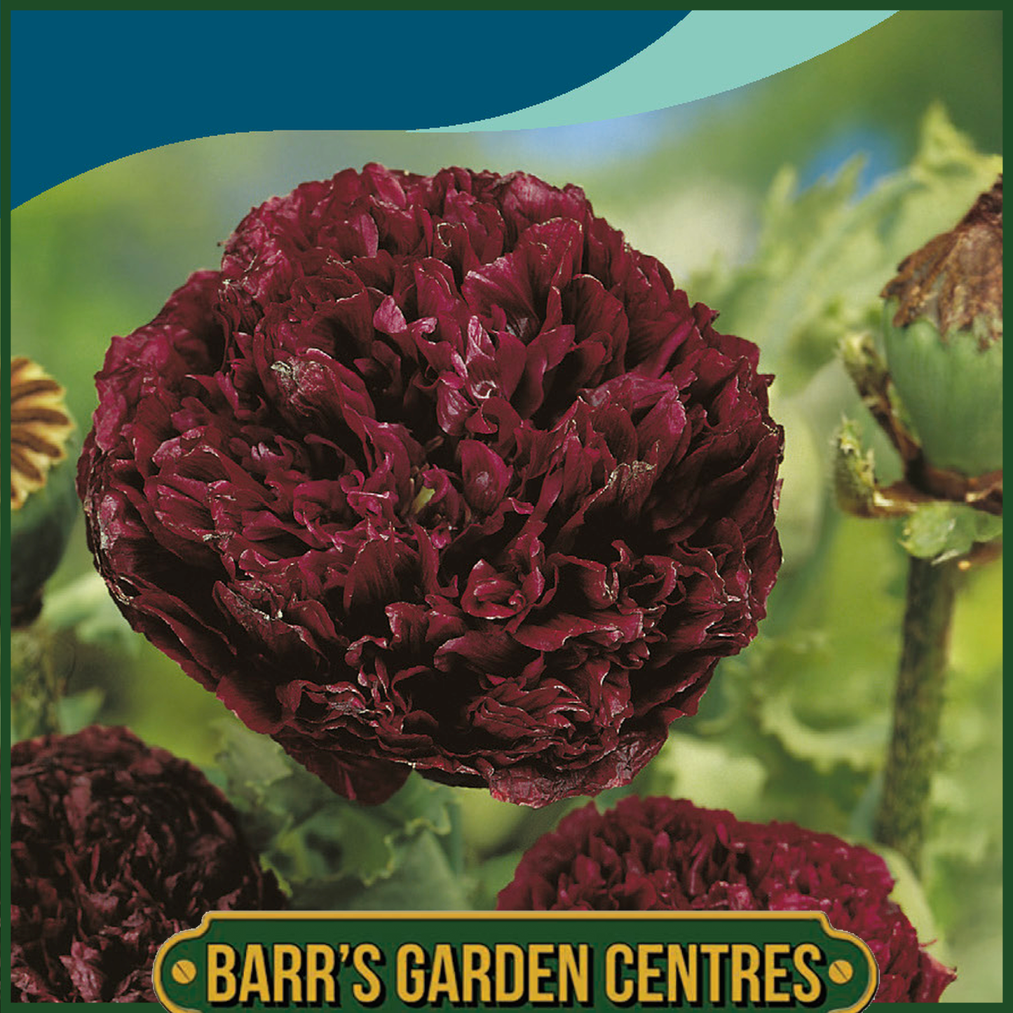 Johnsons - Poppy Paeony Black - 750 Seeds