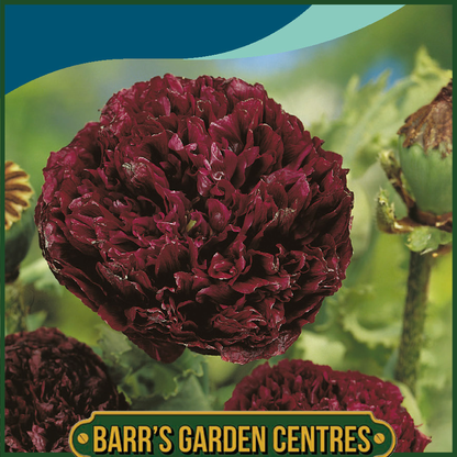 Johnsons - Poppy Paeony Black - 750 Seeds