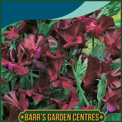 Johnsons - Sweet Pea Beaujolais - 20 Seeds