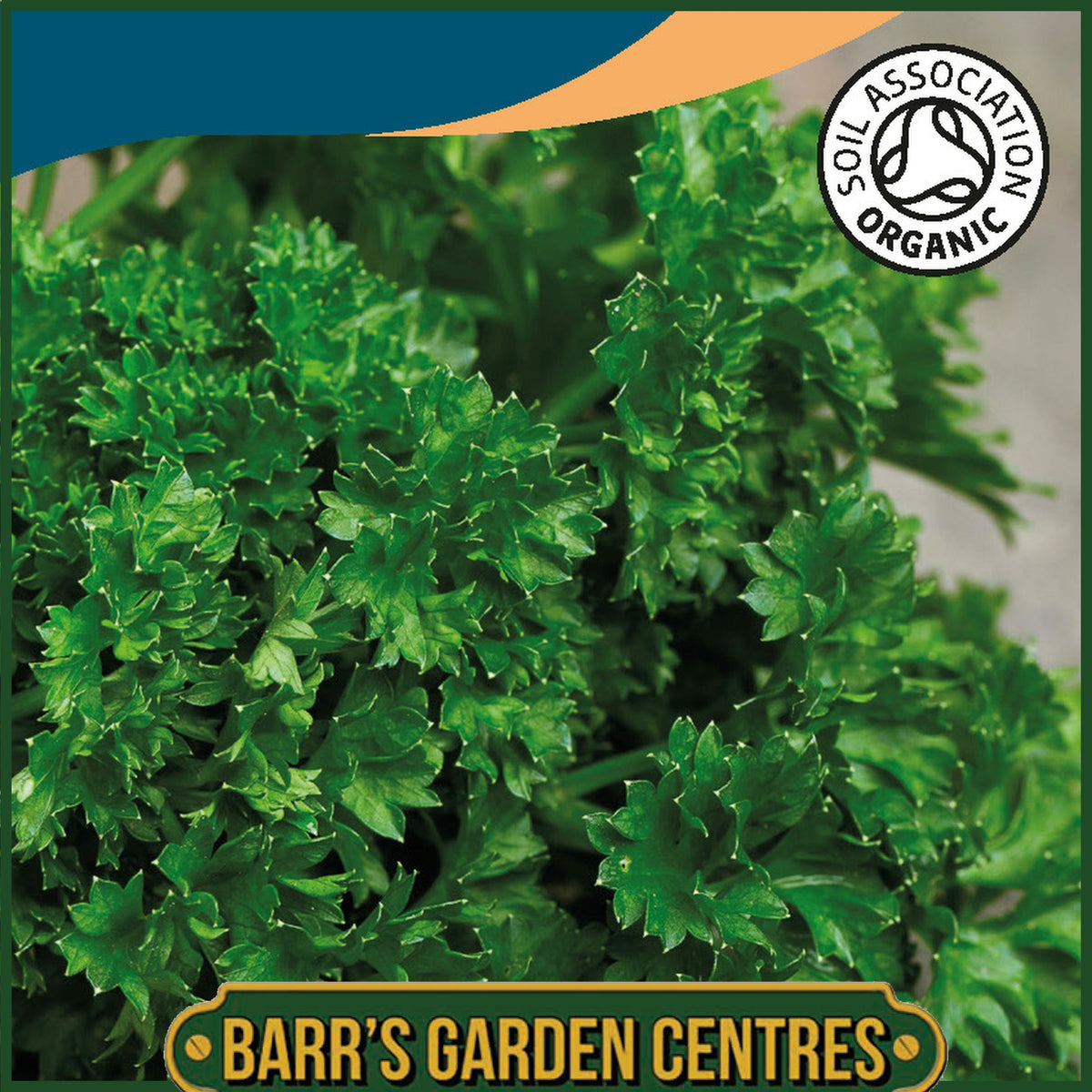 Johnsons - Organic Herb - Parsley Moss Curled 2 - 500 Seeds