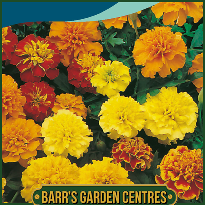 Johnsons - Marigold (French) Dwarf Double Mix - 175 Seeds