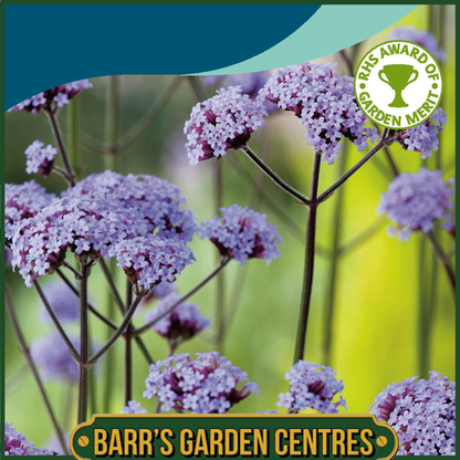 Johnsons - Verbena Bonariensis - 200 Seeds