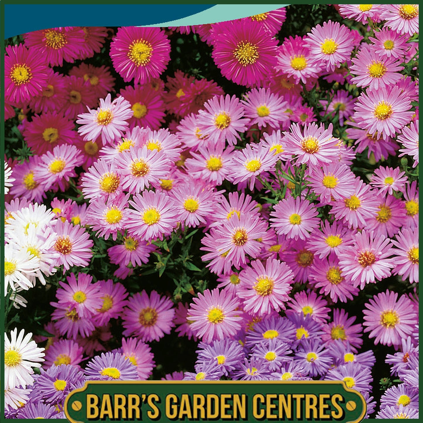 Johnsons - Aster (michaelmas Daisy) Mix - 200 Seeds
