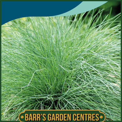 Johnsons - Grass Festuca Glauca - 100 Seeds