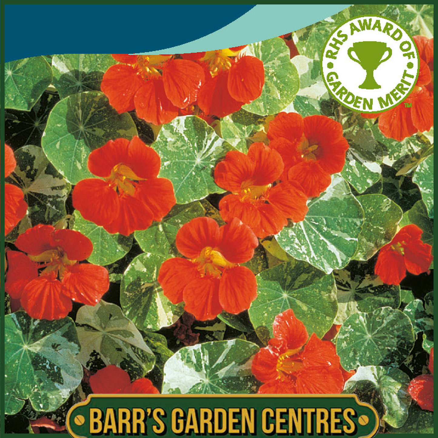 Johnsons - Alaska Tip Top Red - 25 Seeds