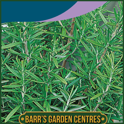 Johnsons - Herb - Rosemary - 75 Seeds