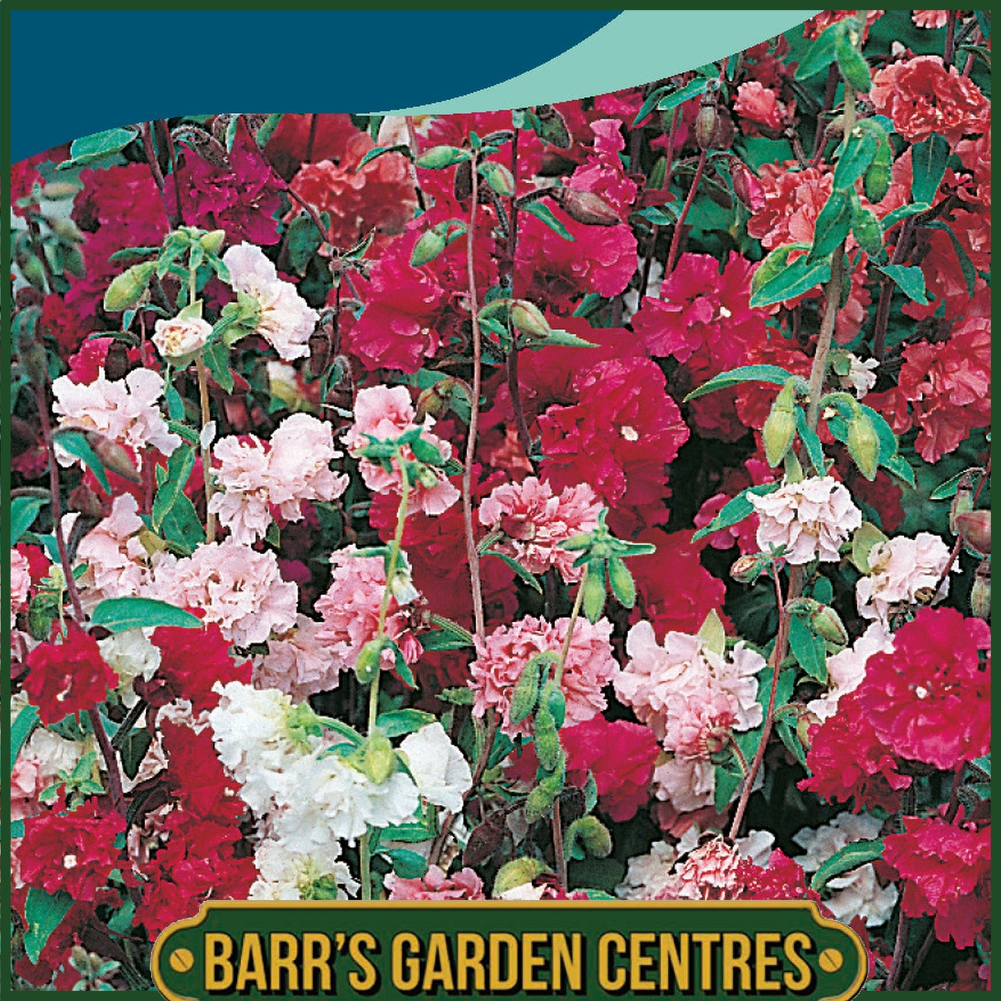 Johnsons - Clarkia Double Mix - 1500 Seeds