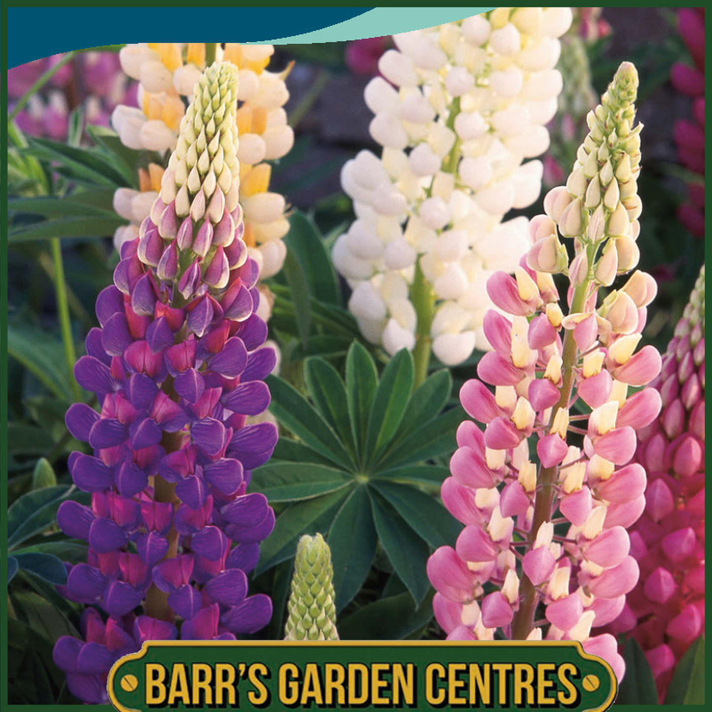 Johnsons - Lupin Festival Mix - 30 Seeds