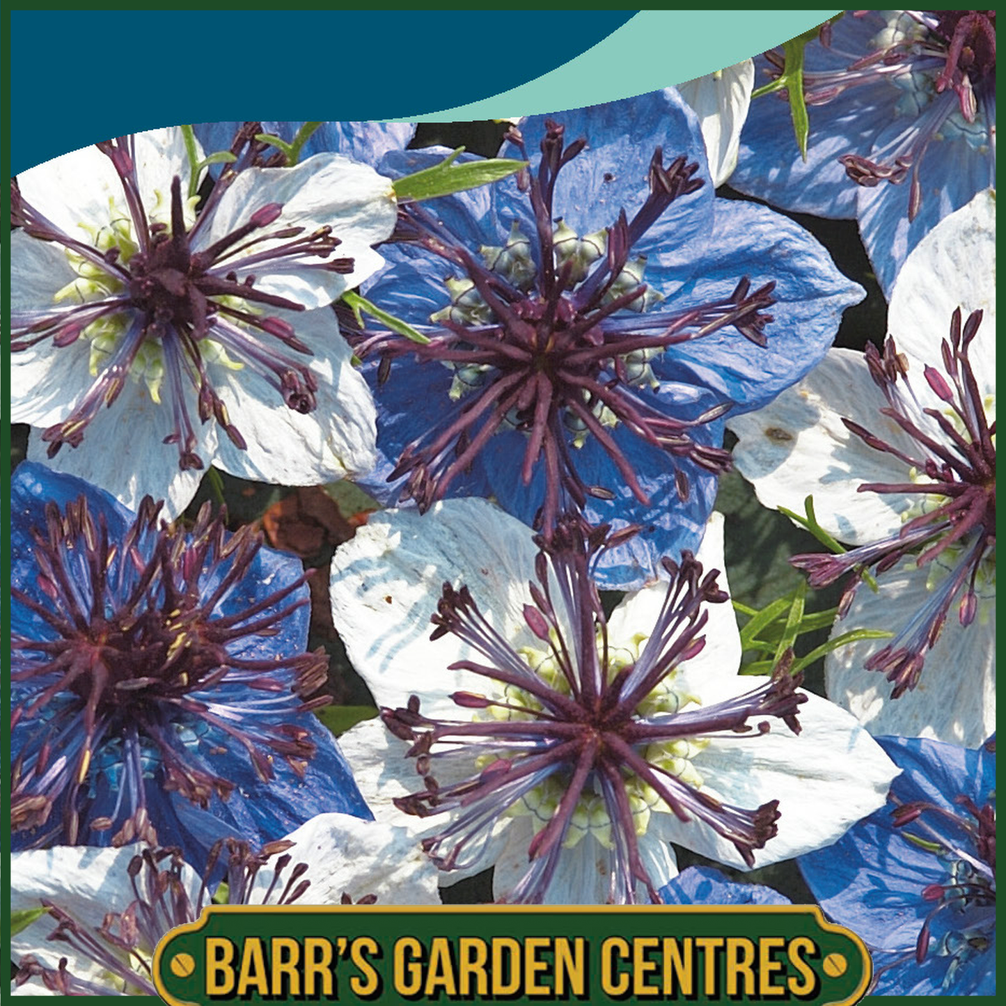 Johnsons - Nigella Musical Prelude - 200 Seeds