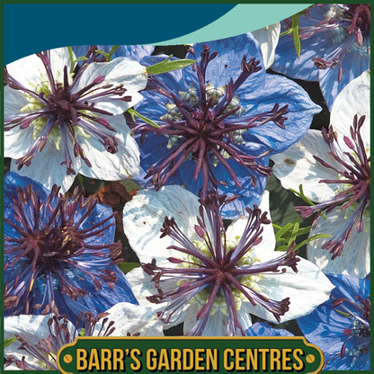 Johnsons - Nigella Musical Prelude - 200 Seeds