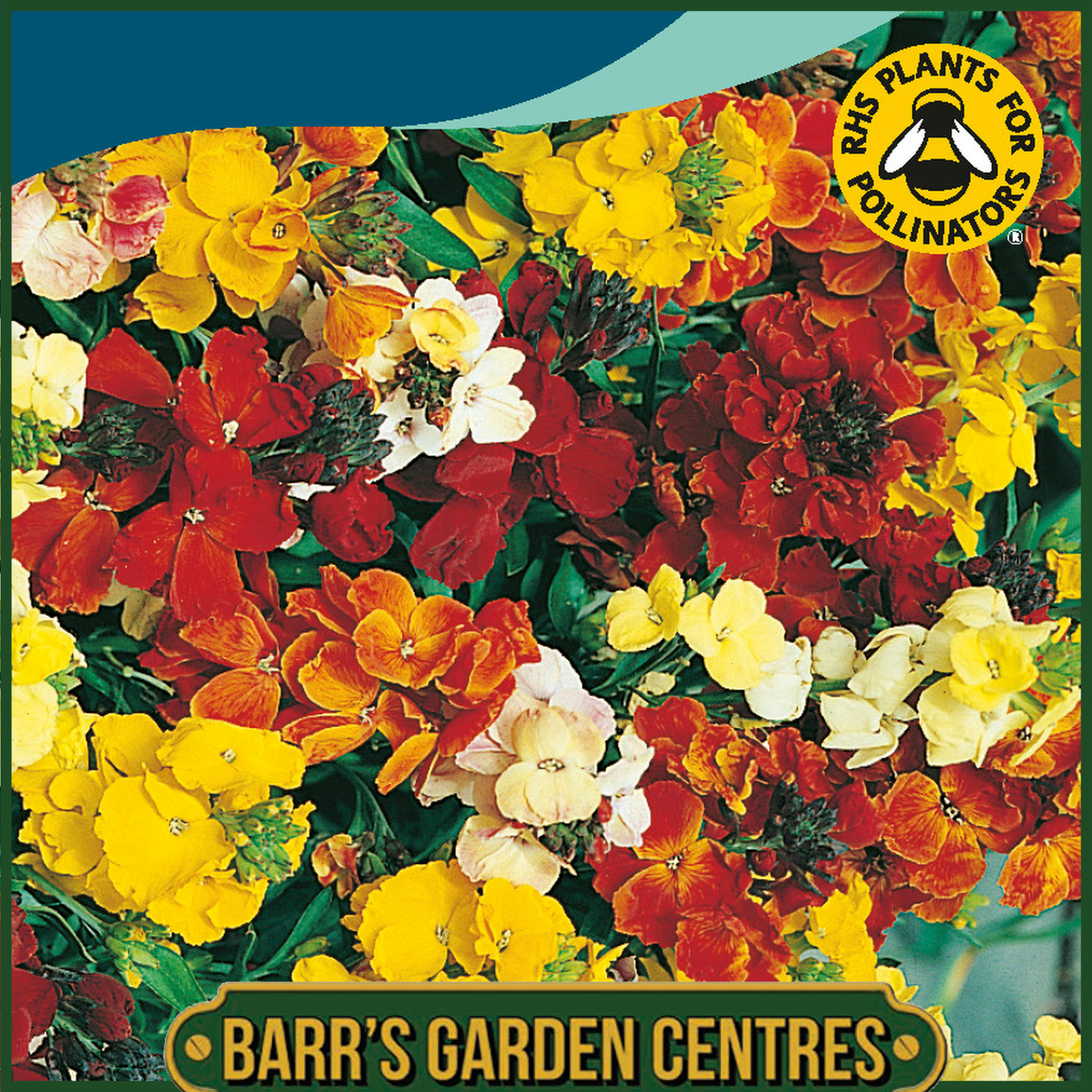 Johnsons - Wallflower Monarch Fair Lady - 500 Seeds