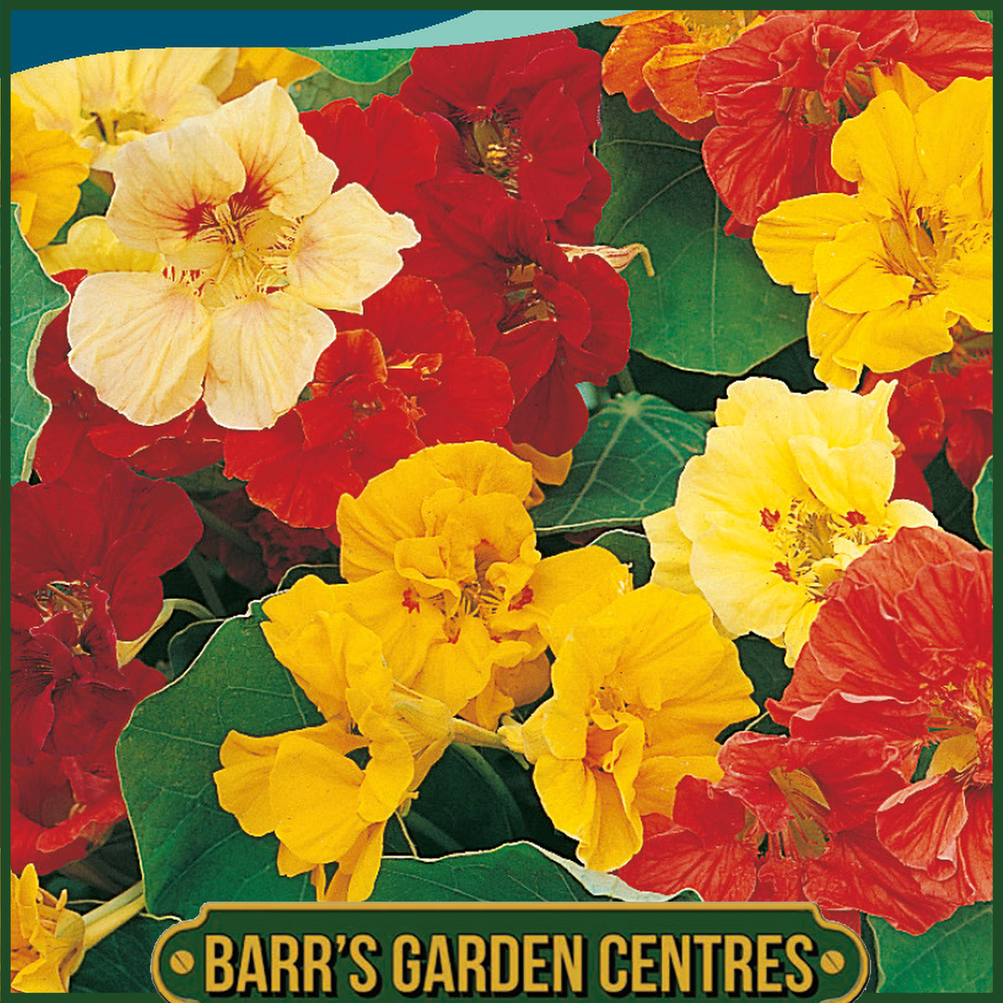 Johnsons - Nasturtium Jewel Mix - 25 Seeds