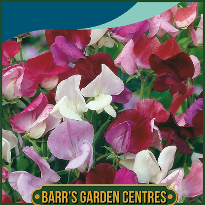 Johnsons - Sweet Pea Old Fashioned Mix - 25 Seeds