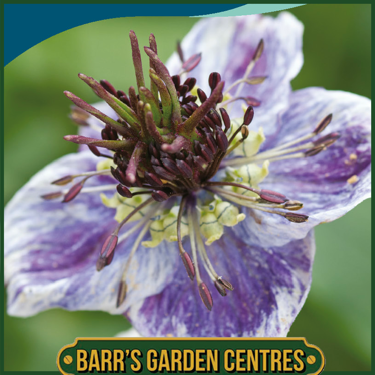 Johnsons - Nigella Delft Blue - 200 Seeds
