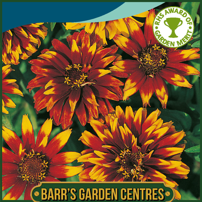 Johnsons - Zinnia Old Mexico - 200 Seeds