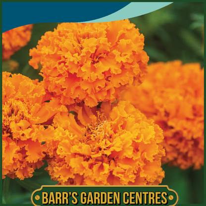 Johnsons - Marigold (African) Hot Stuff - 30 Seeds