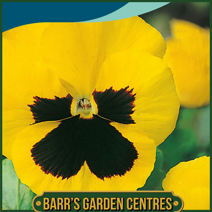Johnsons - Pansy Swiss Giants Rhinegold - 100 Seeds