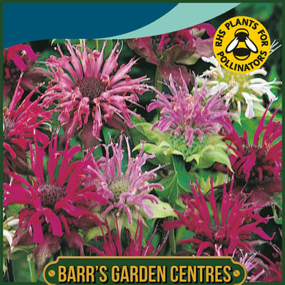 Johnsons - Bergamot Panorama Mix - 100 Seeds