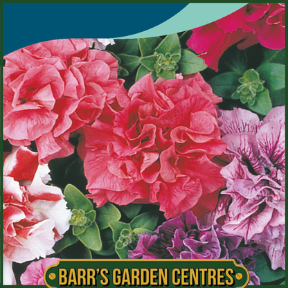 Johnsons - Petunia Duo Mix F1 - 40 Seeds