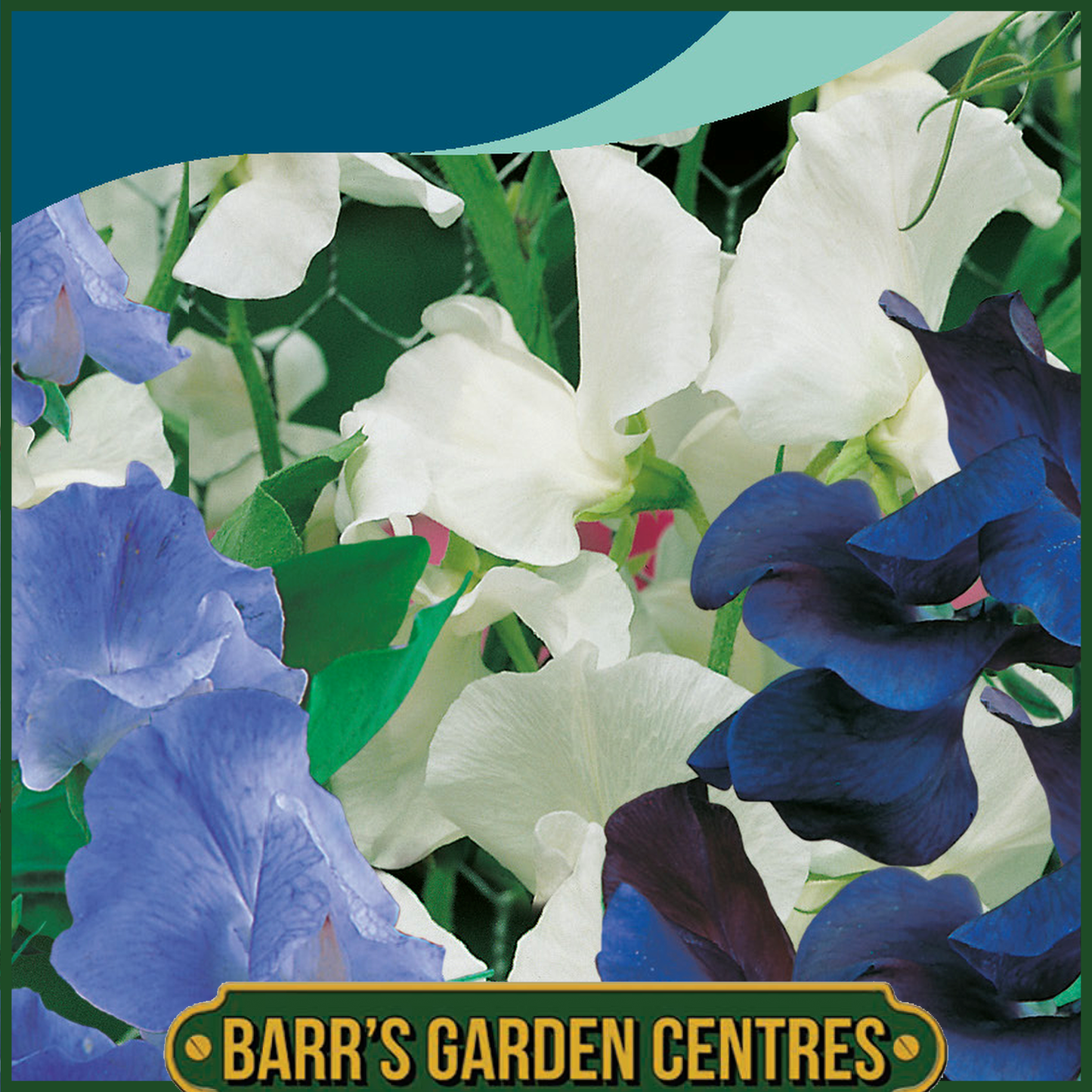 Johnsons - Sweet Pea Skylark Mix - 25 Seeds