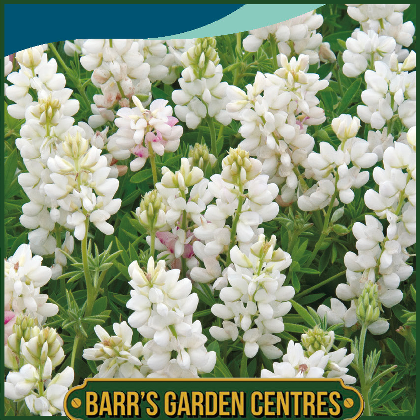 Johnsons - Lupin Snow Pixie - 30 Seeds