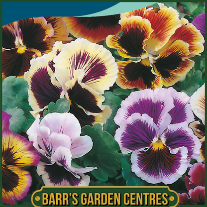 Johnsons - Pansy Rococo Mix - 75 Seeds