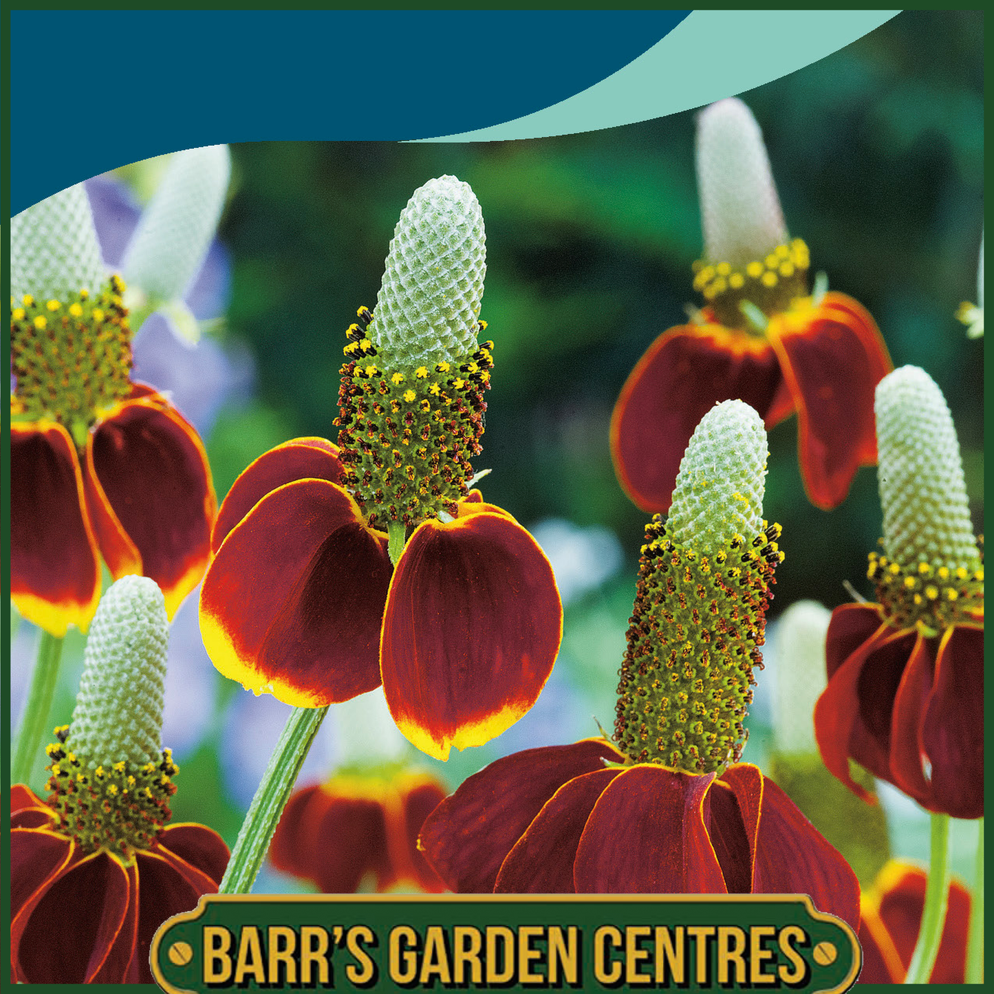Johnsons - Ratibida (mexican Hat) - 100 Seeds