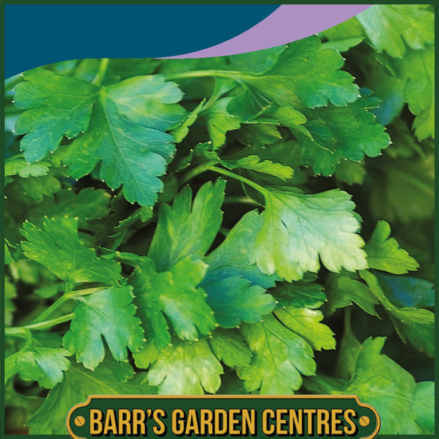 Johnsons - Herb - Parsley Laura - 500 Seeds
