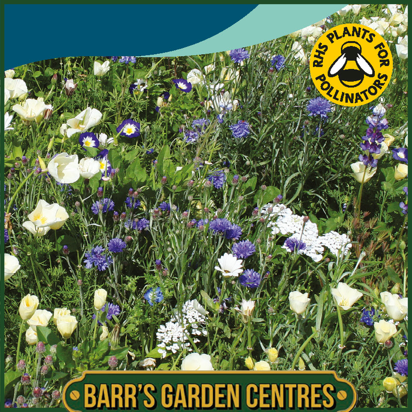 Johnsons - Mixed Annuals Billie Jean - 1g Seeds