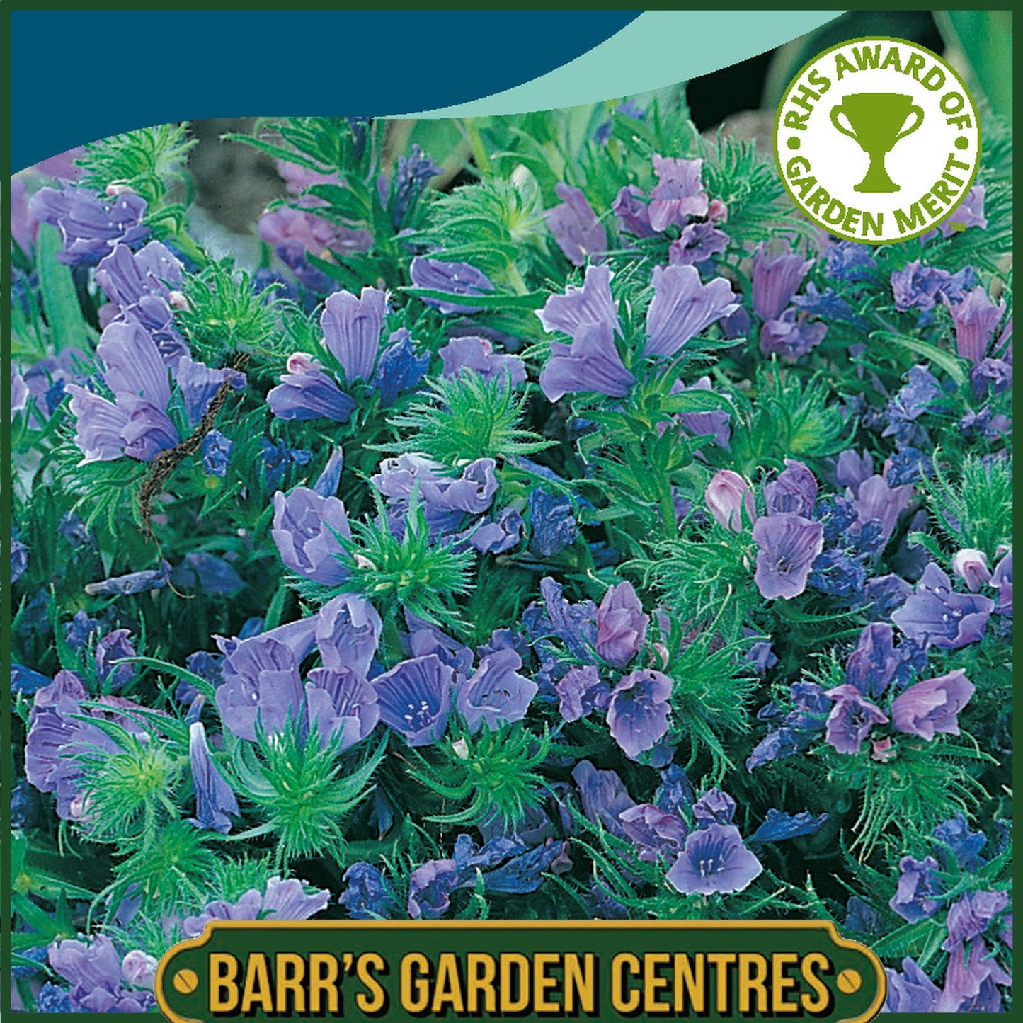 Johnsons - Echium Blue Bedder - 200 Seeds