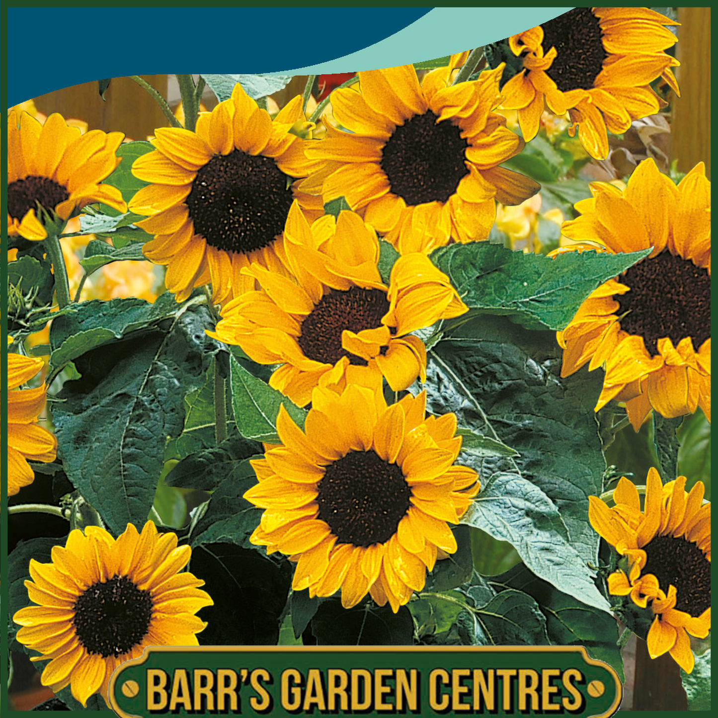 Johnsons - Sunflower Baby Face F1 - 20 Seeds