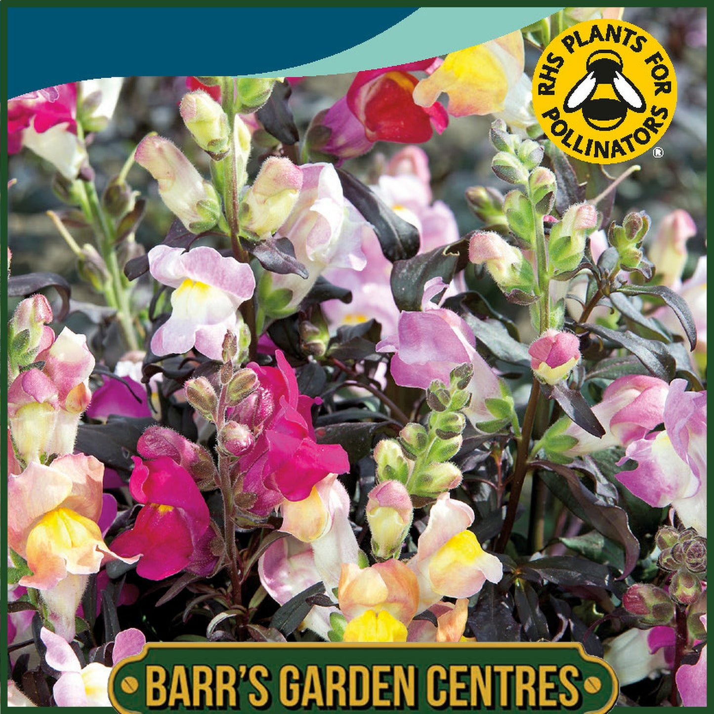 Johnsons - Antirrhinum Twilight Mix - 750 Seeds