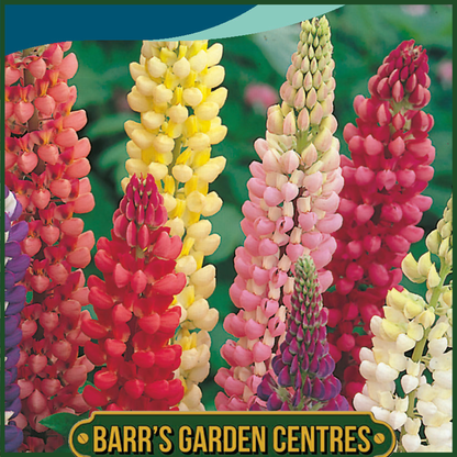 Johnsons - Lupin Russell Mix - 60 Seeds