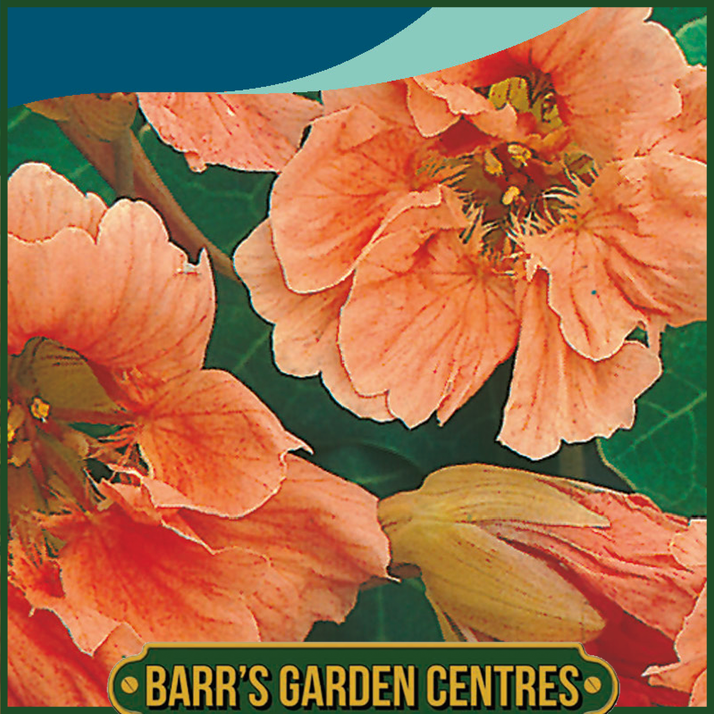 Johnsons - Nasturtium Salmon Baby - 25 Seeds