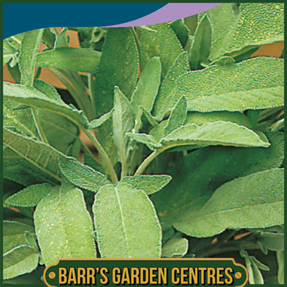 Johnsons - Herb - Sage - 75 Seeds