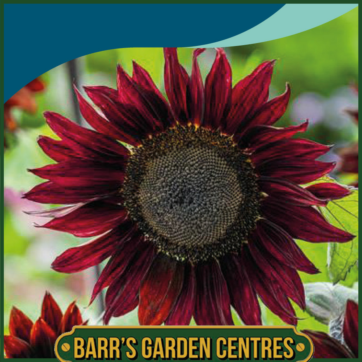 Johnsons - Sunflower Claret F1 - 20 Seeds