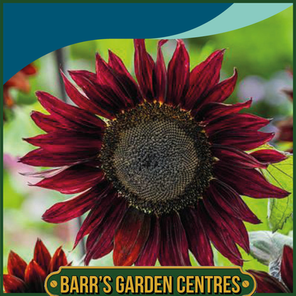 Johnsons - Sunflower Claret F1 - 20 Seeds